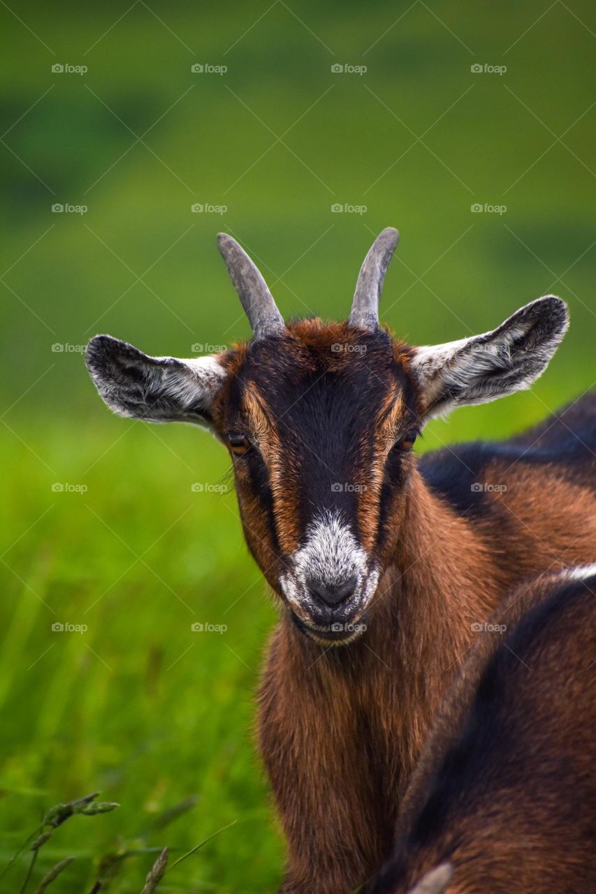 Goat grazing in the meadow.