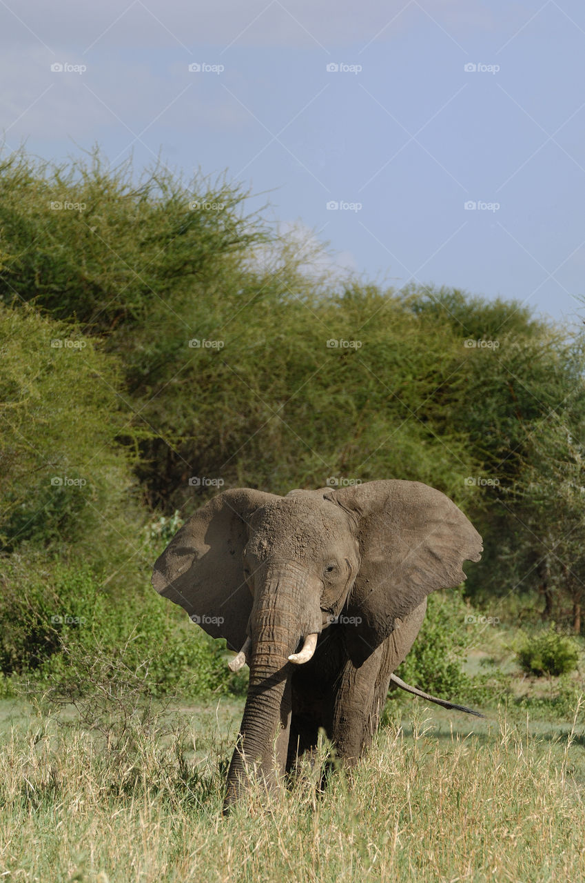 Elephant in a national park in Tanzania.