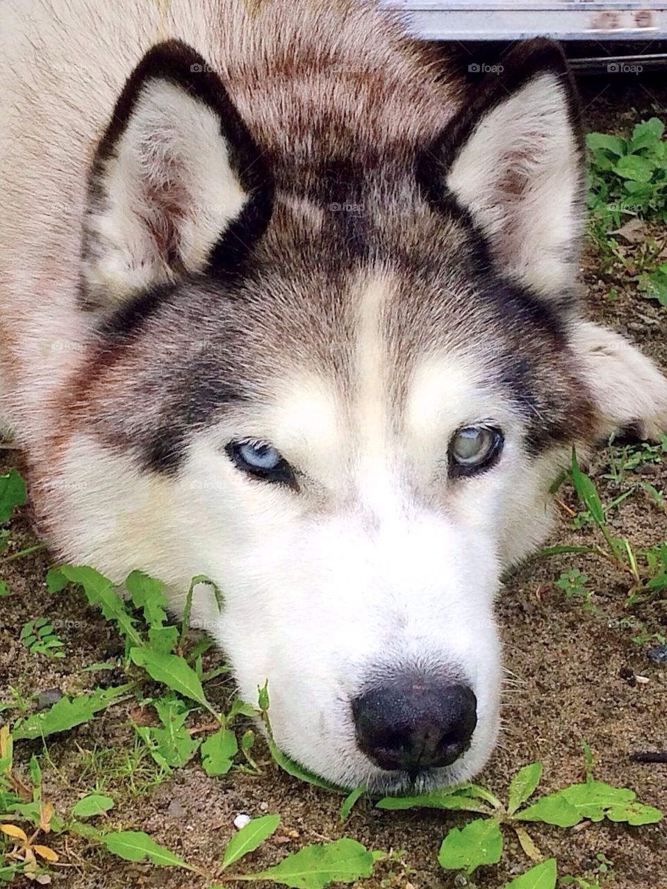 Close-up of resting husky