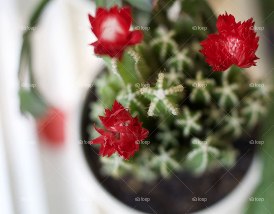 Cacti Bloom