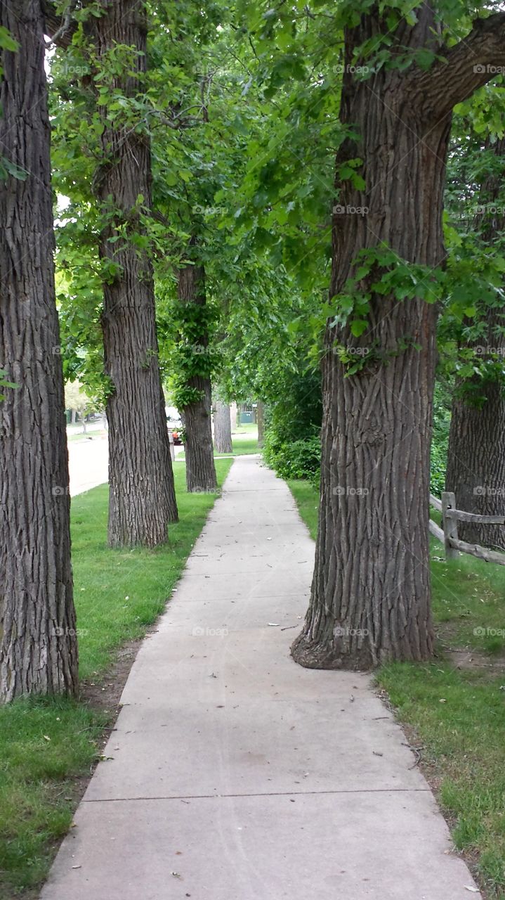 Nature. Treelined Sidewalk