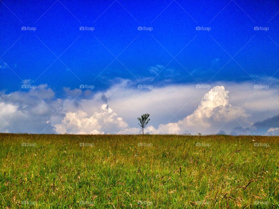 lonely tree