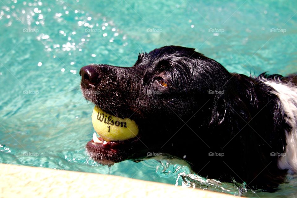 Dog swimming with ball in his mouth 