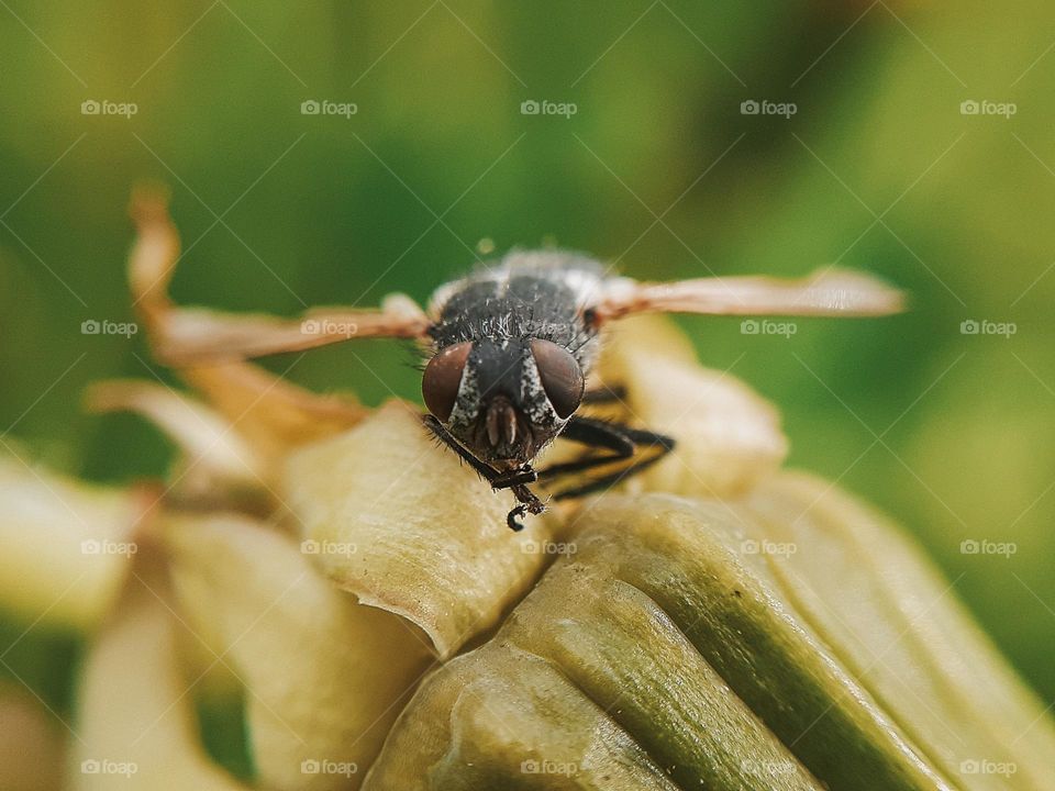 Portrait of a fly sitting on a green dandelion
