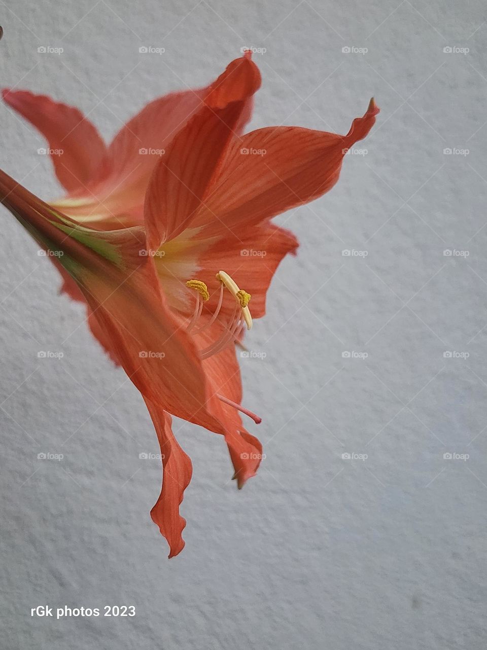 orange lily from the side