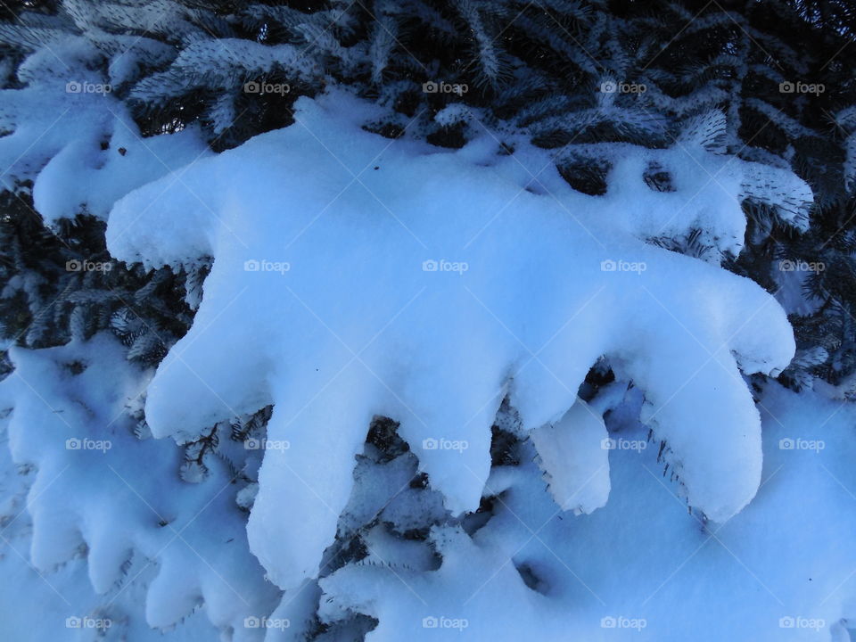 Snow pile on pines