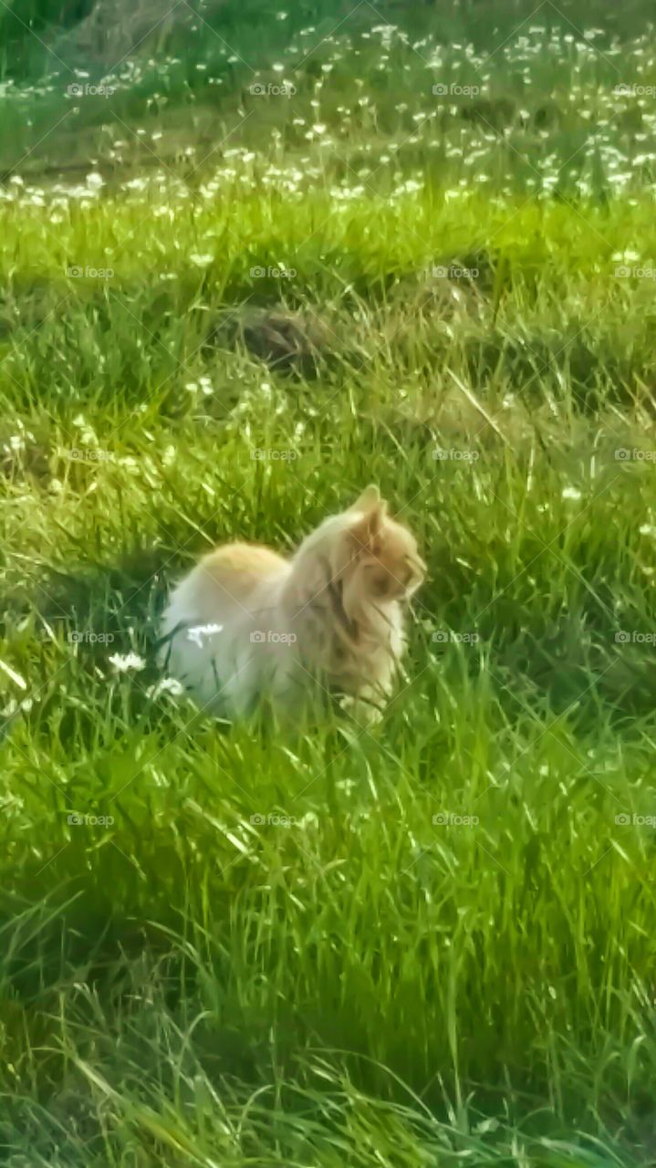 orange tabby cat in wildflower meadow