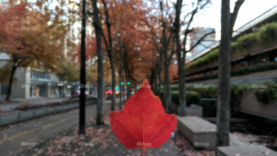 Autumn in Vancouver, B.C., Canada