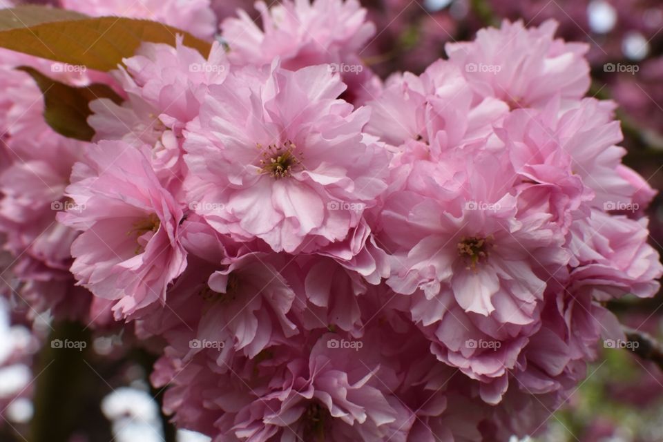 Beautiful blooming on spring 