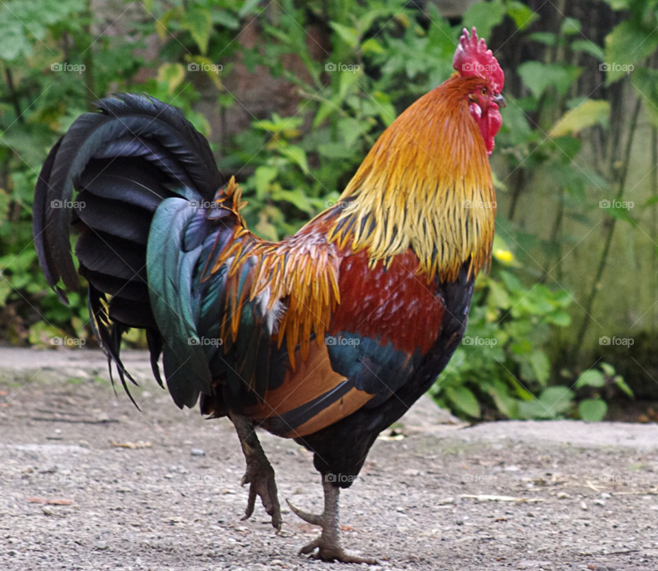 colourful bird farm chicken by gaillewisbraznell