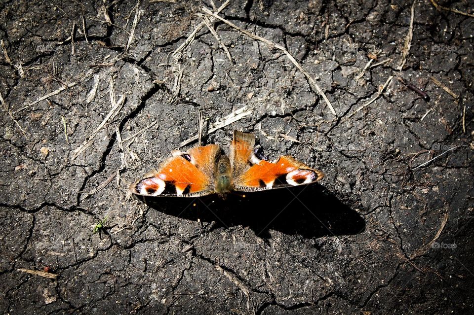 Magnificent butterfly