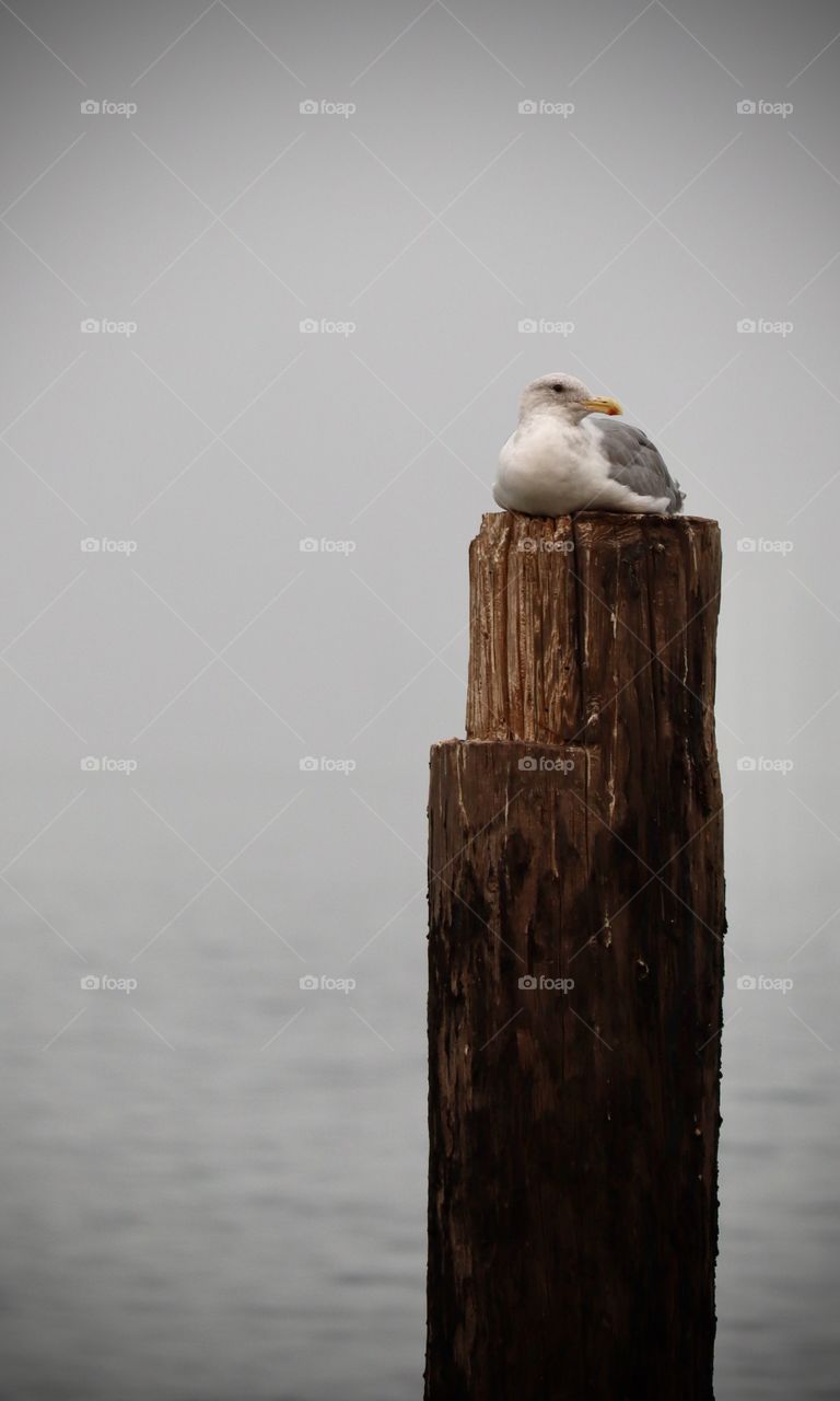A seagull finds rest on a dock piling near the shore of Commencement Bay, Tacoma on a foggy Northwest morning