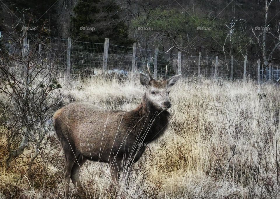 Highland deer