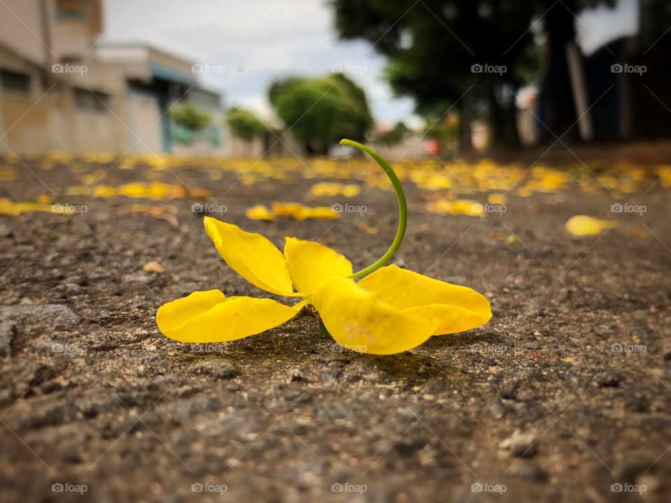 “There is a time for everything, and a season for every activity under the heavens”... Like this flower: it had its time in the tree... but even after falling, there is beauty, and the, there is a purpose...