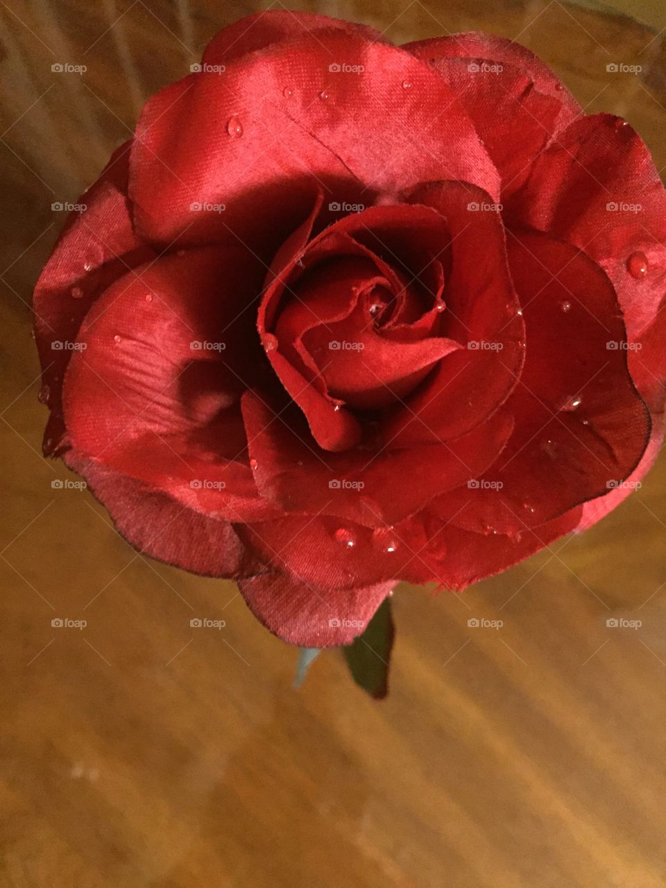 Closeup of beautiful dew sprinkled red rose. 
