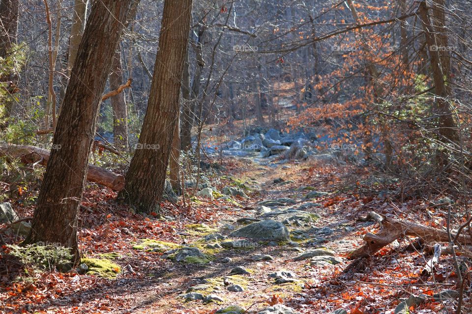 Footpath through the forest during autumn