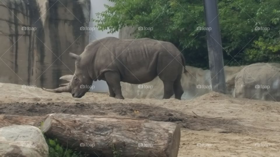 Rhino