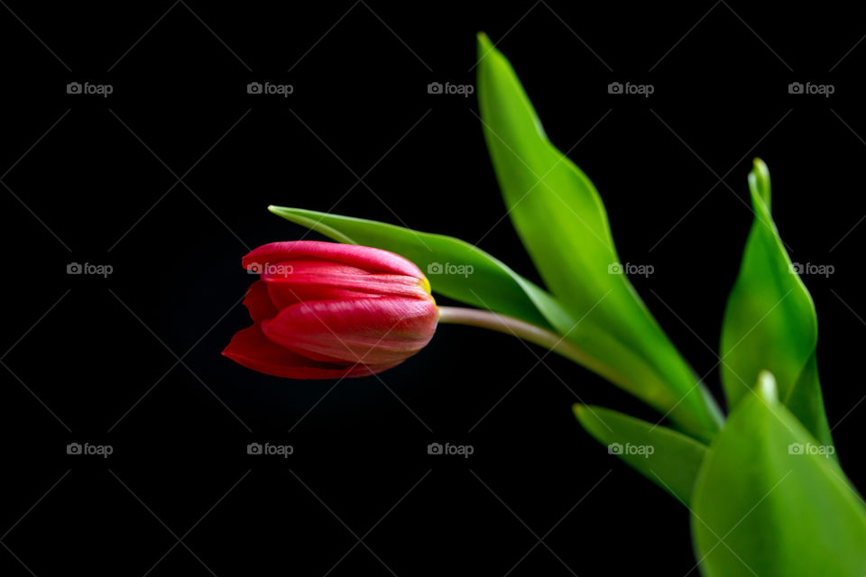 Red vibrant tulip