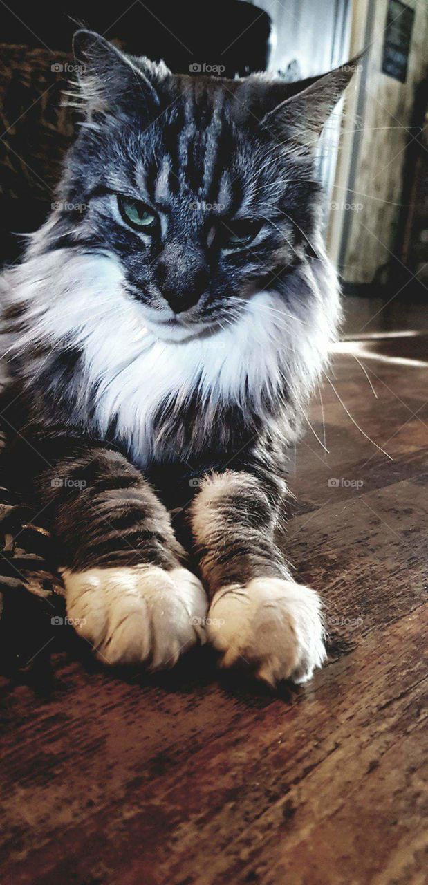 Ozzy The maine coon