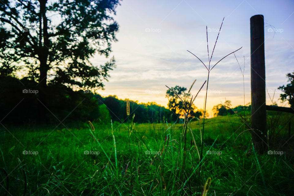 Landscape, Grass, Tree, Nature, No Person