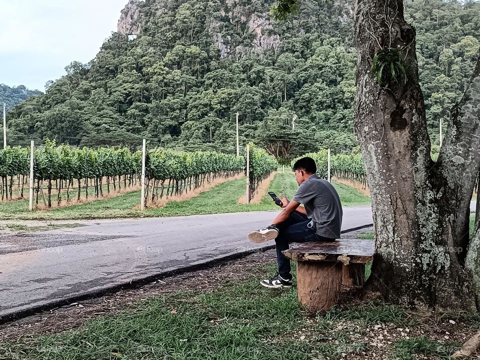 Solitude at Vineyard