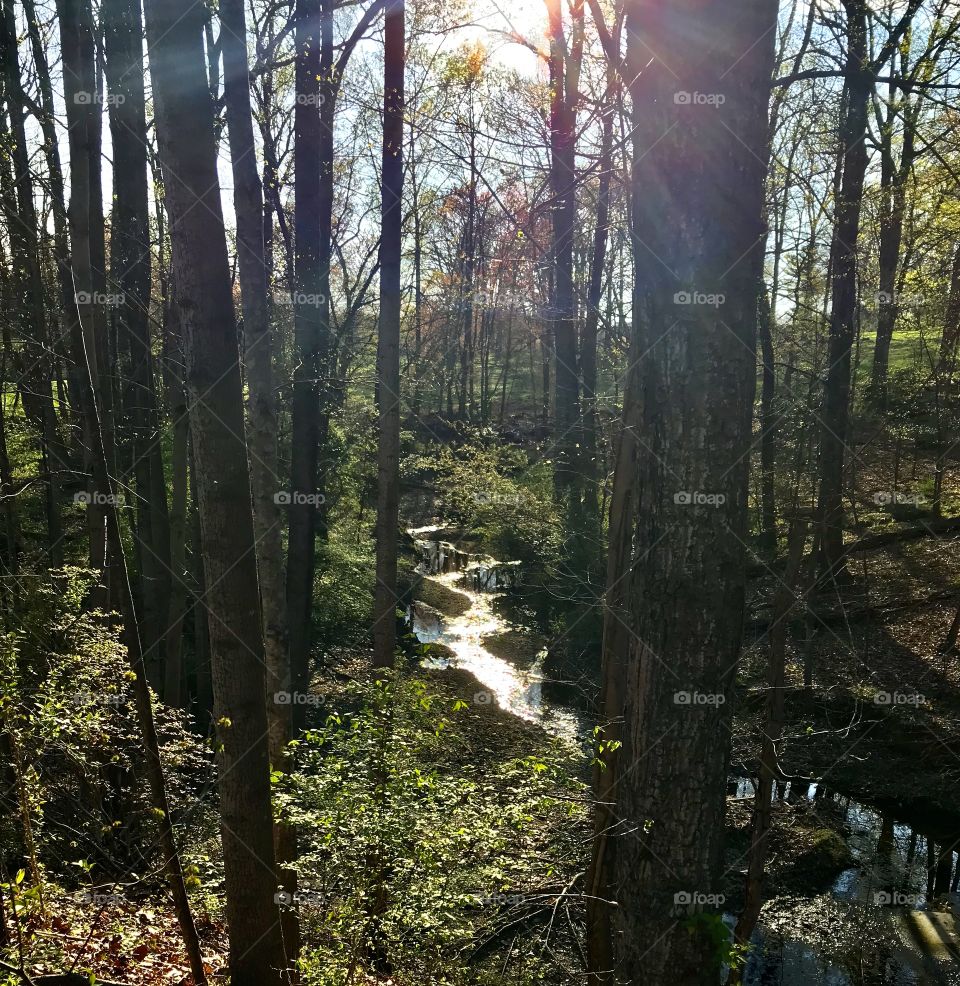 Running creek in the woods 