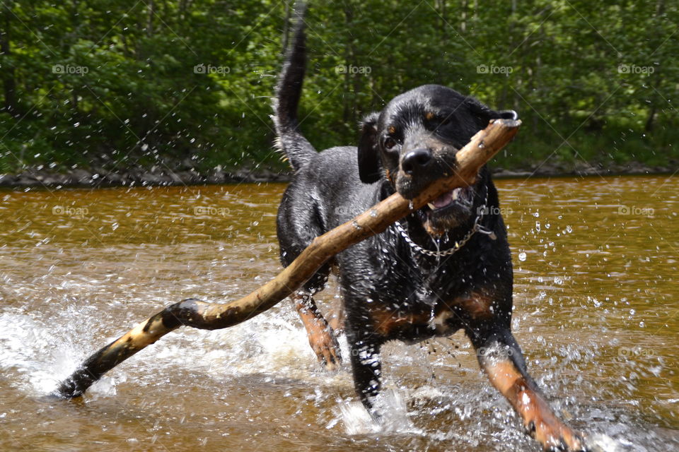 Happy dog with branch 