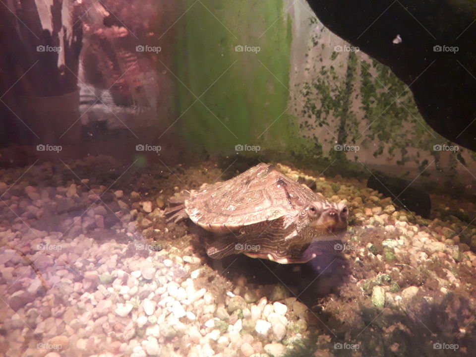 Little turtle in aquarium