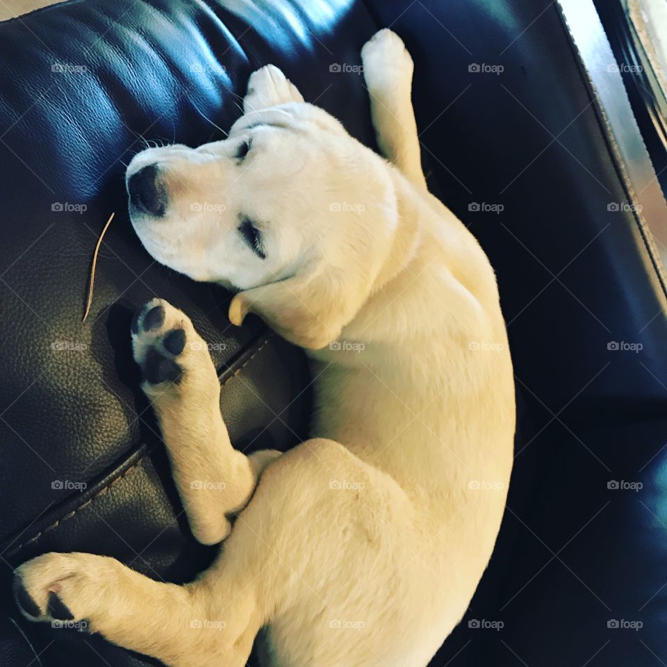 The most adorable thing in the world and the best pet in the world and it is a lab