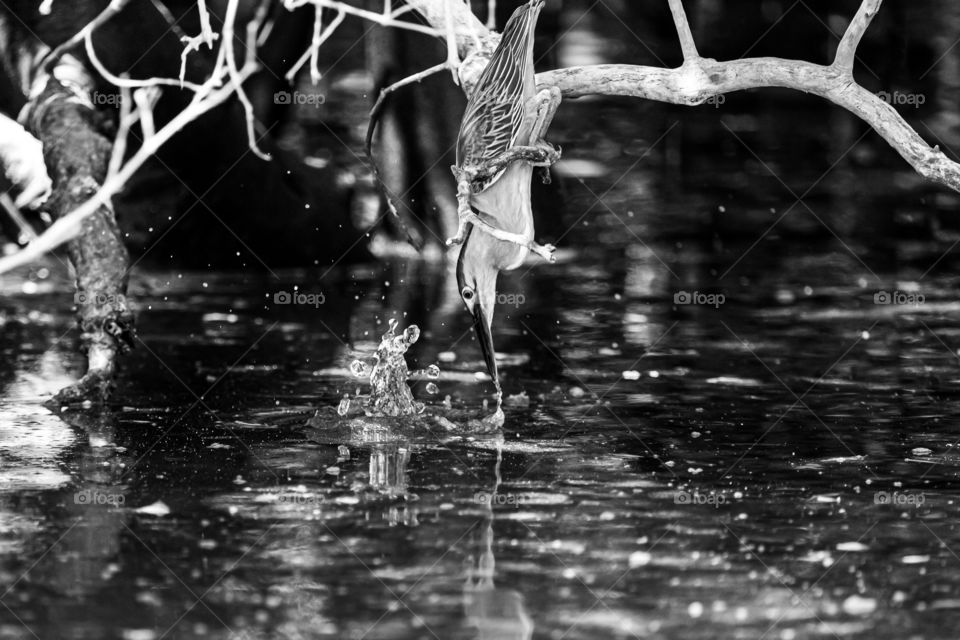 Bird trying to catch the fish in the sea