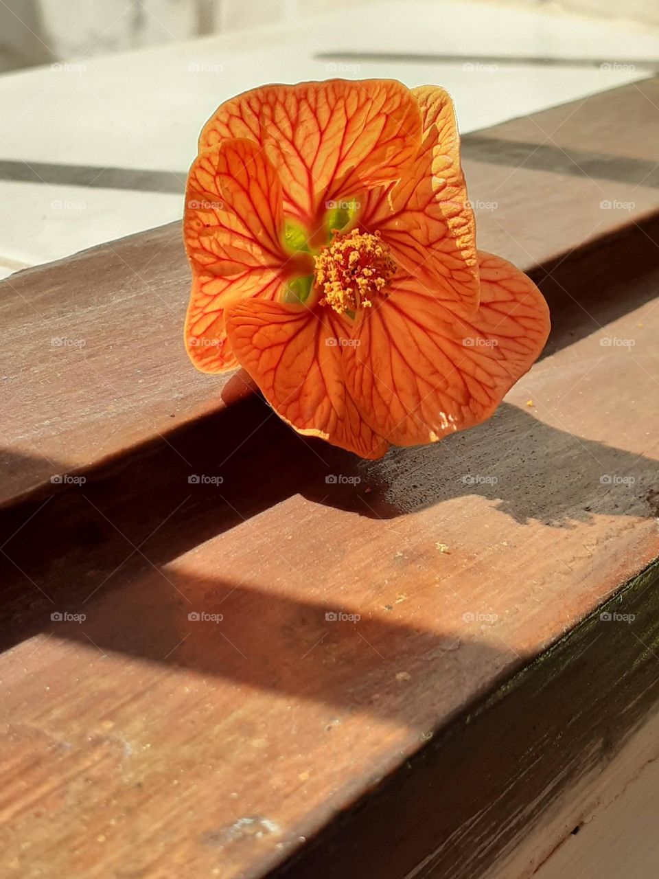 la flor sobre madera