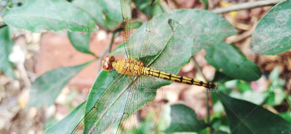 Dragonflies or sibar-sibar and Dragonfly Needles are a group of insects belonging to the Odonata nation.
