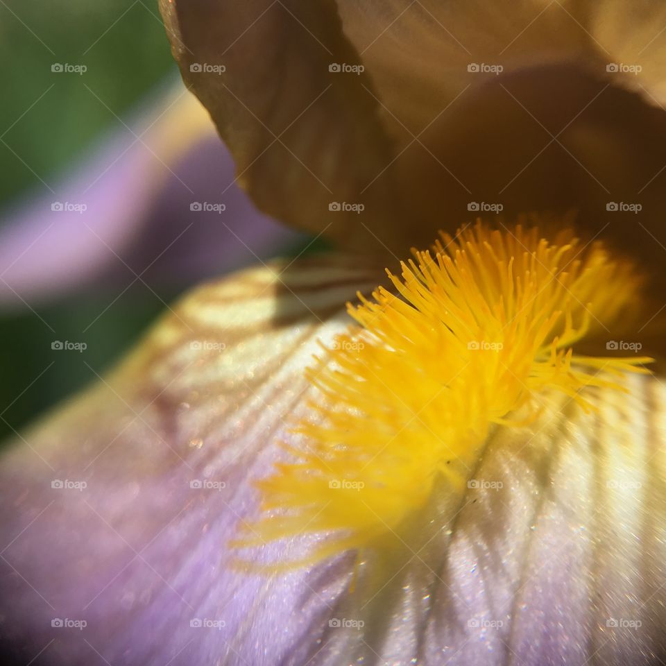 Extreme close-up of bearded iris flower