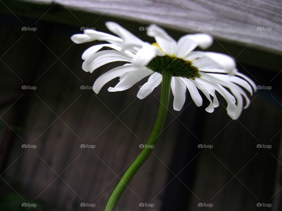 yellow flower white stem by jmh