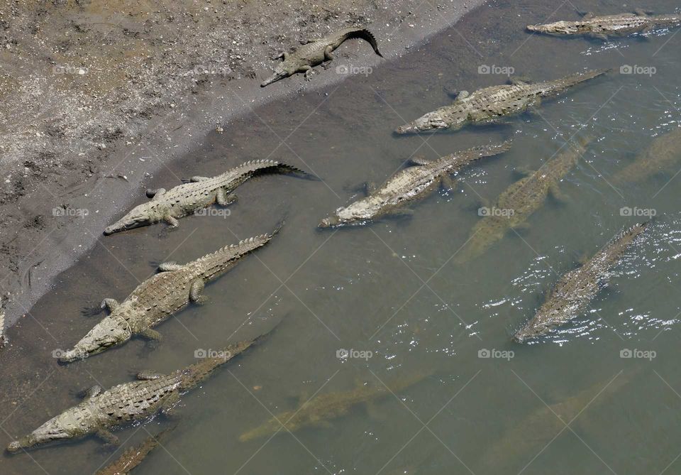 I took this photo from a bridge in Costs Rica. The crocodiles just hang out in the river below.