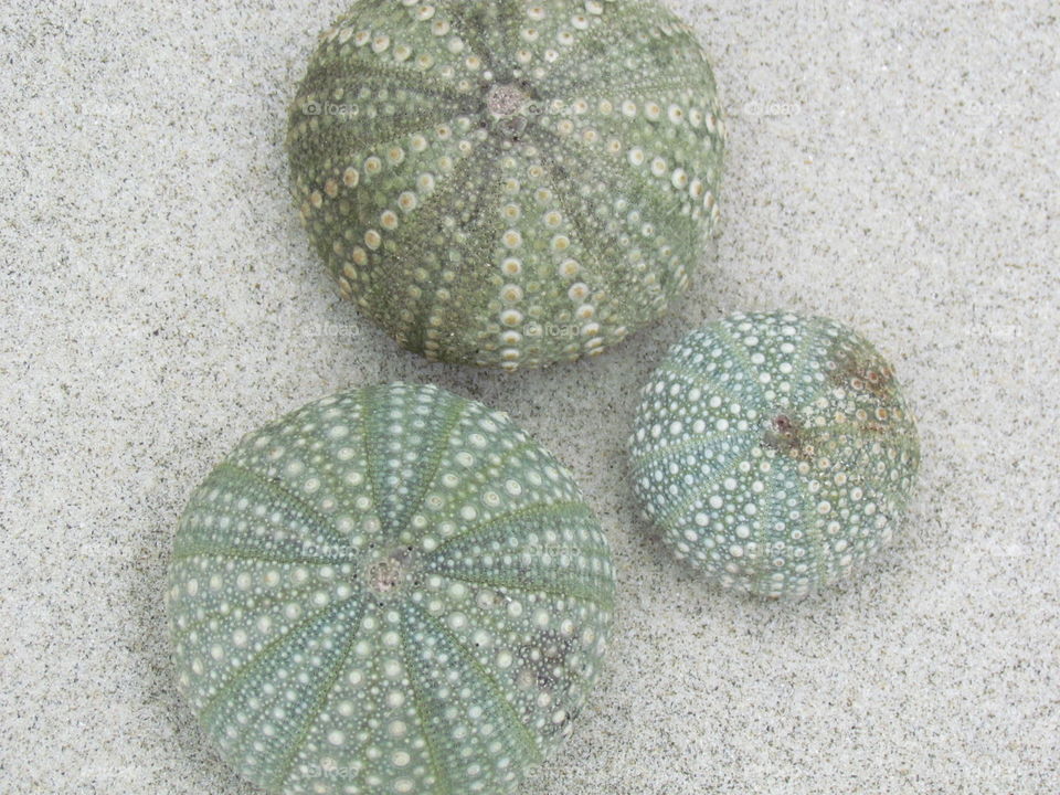 Sea eggs