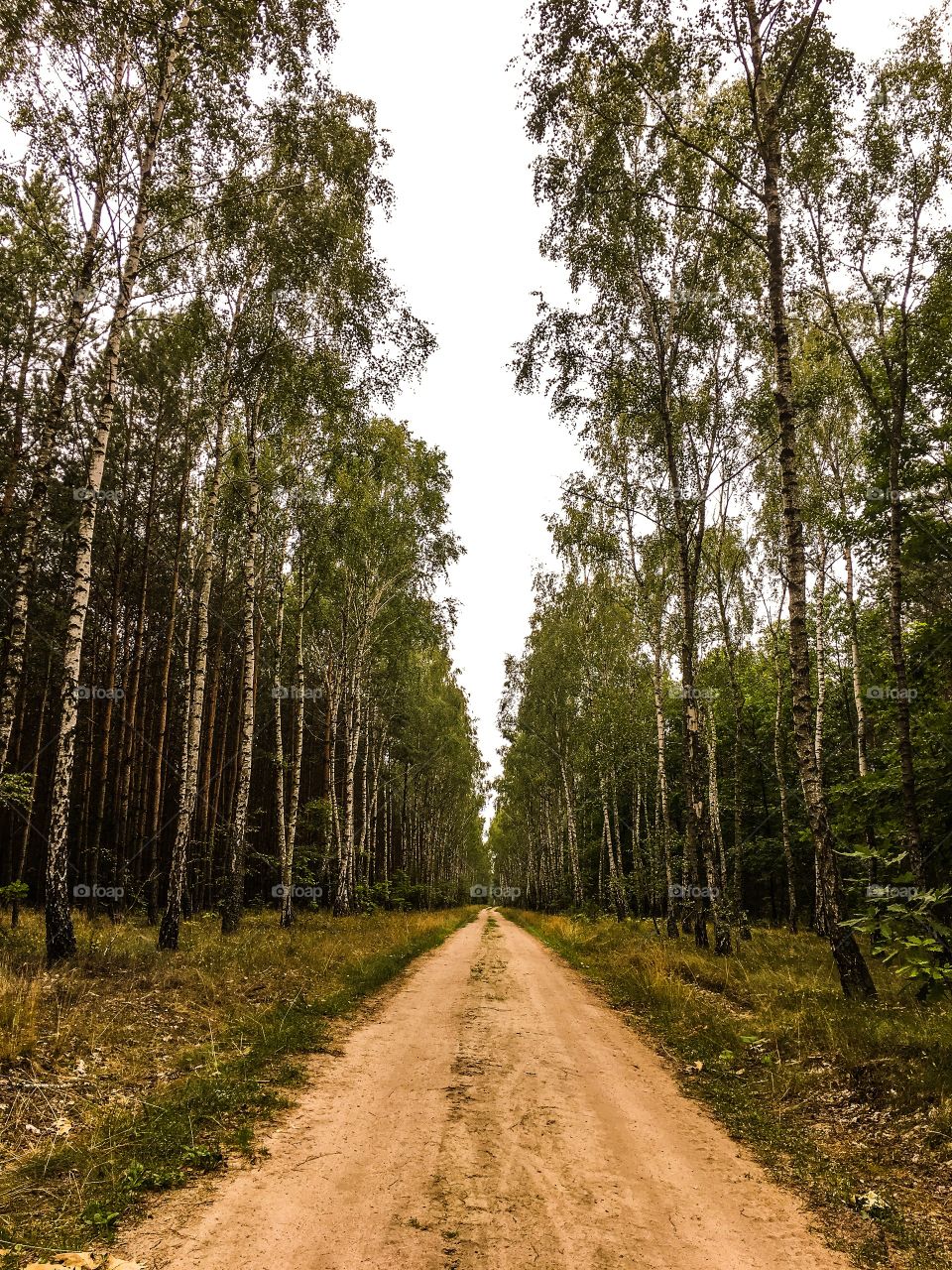 Footpath passing through forest