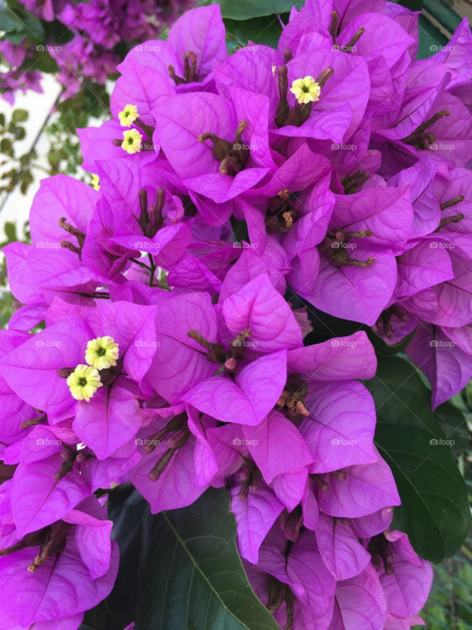 Magical purple color 📸🌺💜