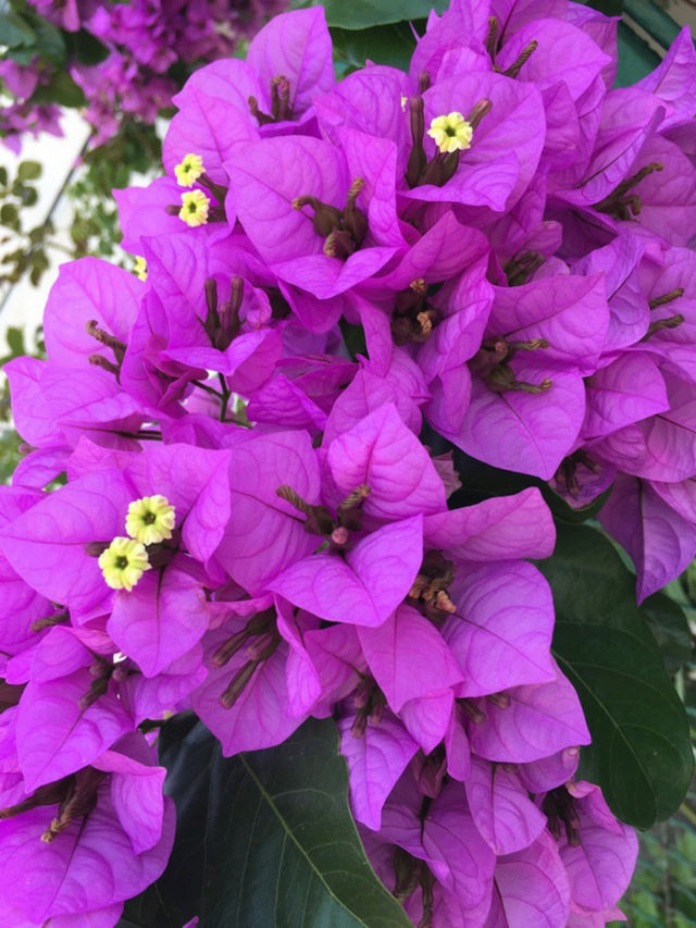 Magical purple color 📸🌺💜
