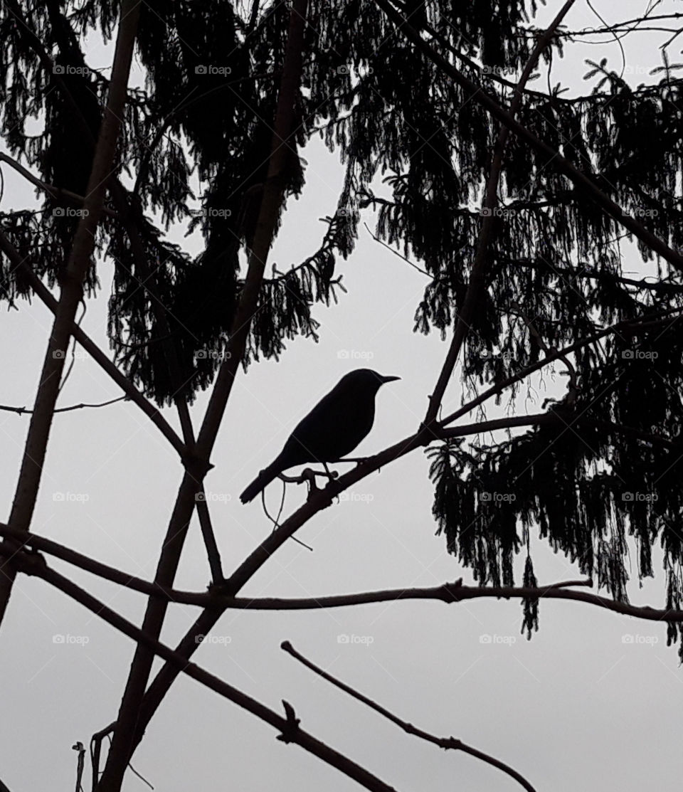 Silhouette of a black bird surrounded by tree trunks and leaves