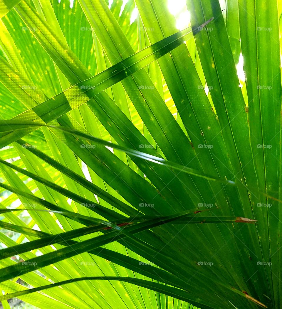 green tropical leaves.  textures and patterns.