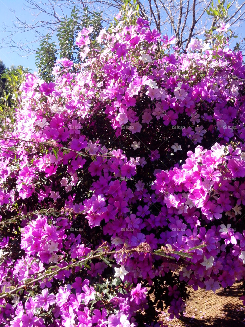 Brazil - Salgado Filho