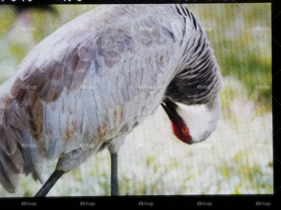 Bird, Feather, Animal, Beak, Nature