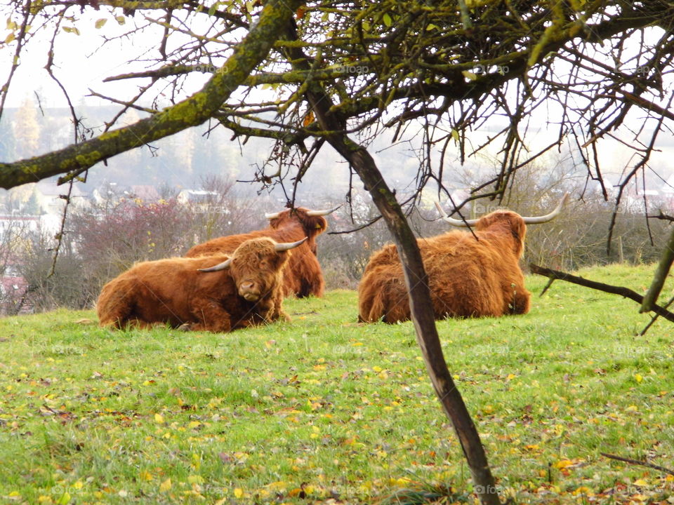 cow relax time in landscape