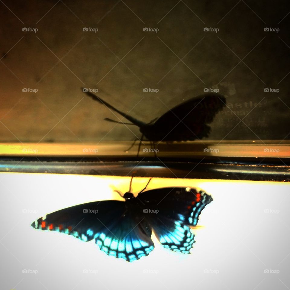 Butterfly reflection 2