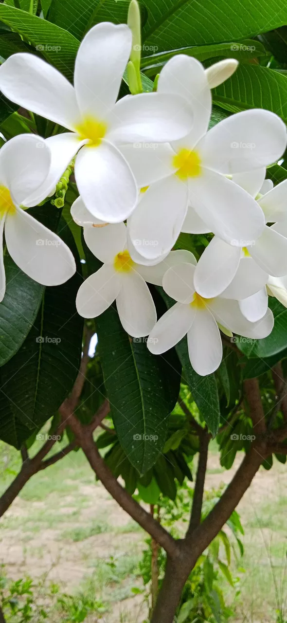 Plumeria obtusa, the singapore graveyard flower, it is native to the west indies, shoot at mon, 23 may, 2022, 8:58 am, lucknow uttar pradesh india.