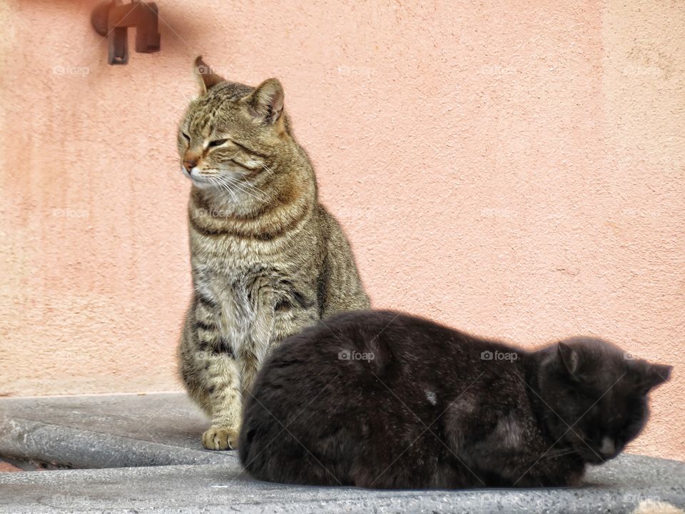 Italian cats siesta