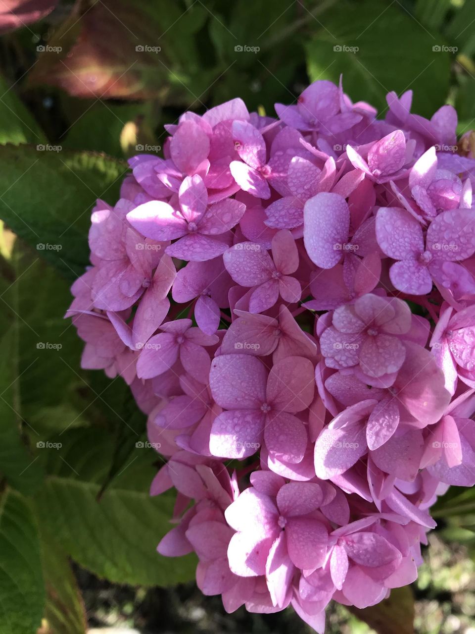 Pink flowers in garden 