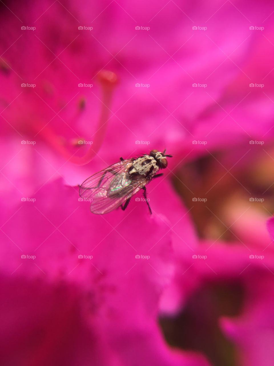 Fly on Azalea