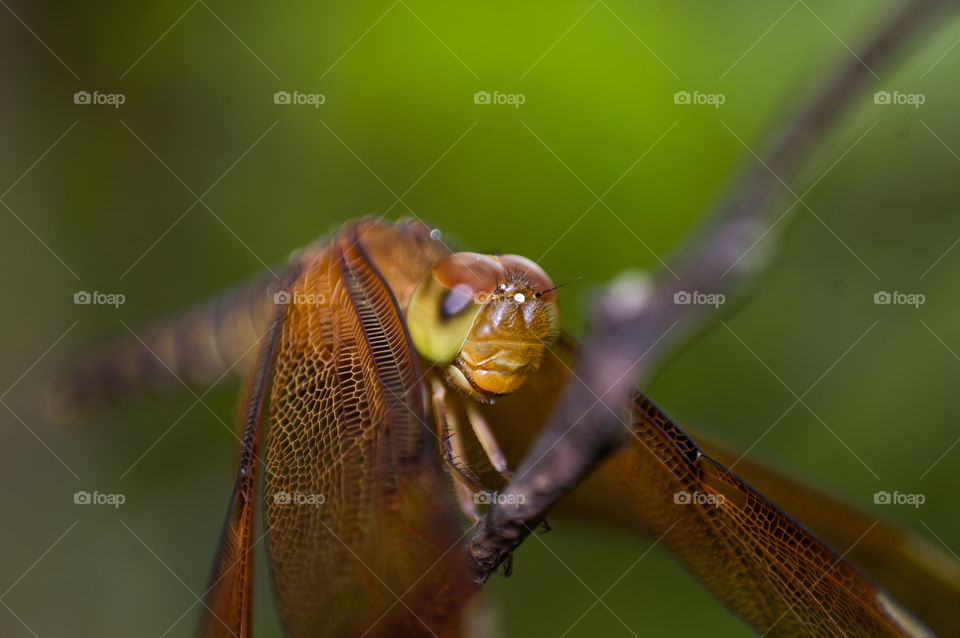 Close up of dragon fly eye. Dragonflies have two large compound eyes, each with thousands of lenses and three eyes with simple lenses.